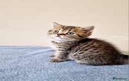 British Shorthair cats for sale: 3 beautiful british shorthair kittens 🥰 - Image 23
