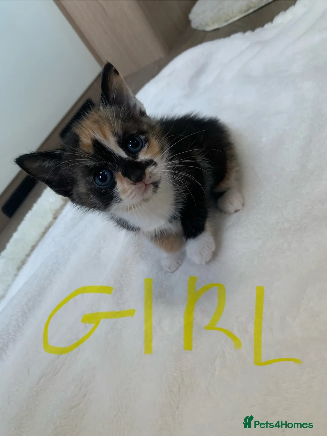 Mixed Breed cats for sale: Beautiful baby kittens 🐱  - Advert 18