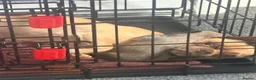 Chug dogs for sale: 4 adorable fur babies  - Advert 2