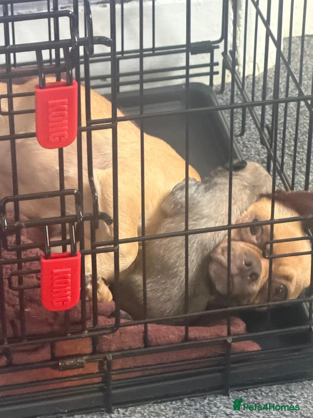 Chug dogs for sale: 4 adorable fur babies  - Advert 2
