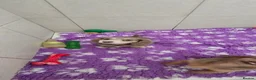 Miniature Dachshund dogs for sale: Long haired miniature dachshunds - Advert 12