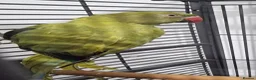 Ringnecks birds for sale: Beautiful rare ringneck talking parrot  - Advert 5