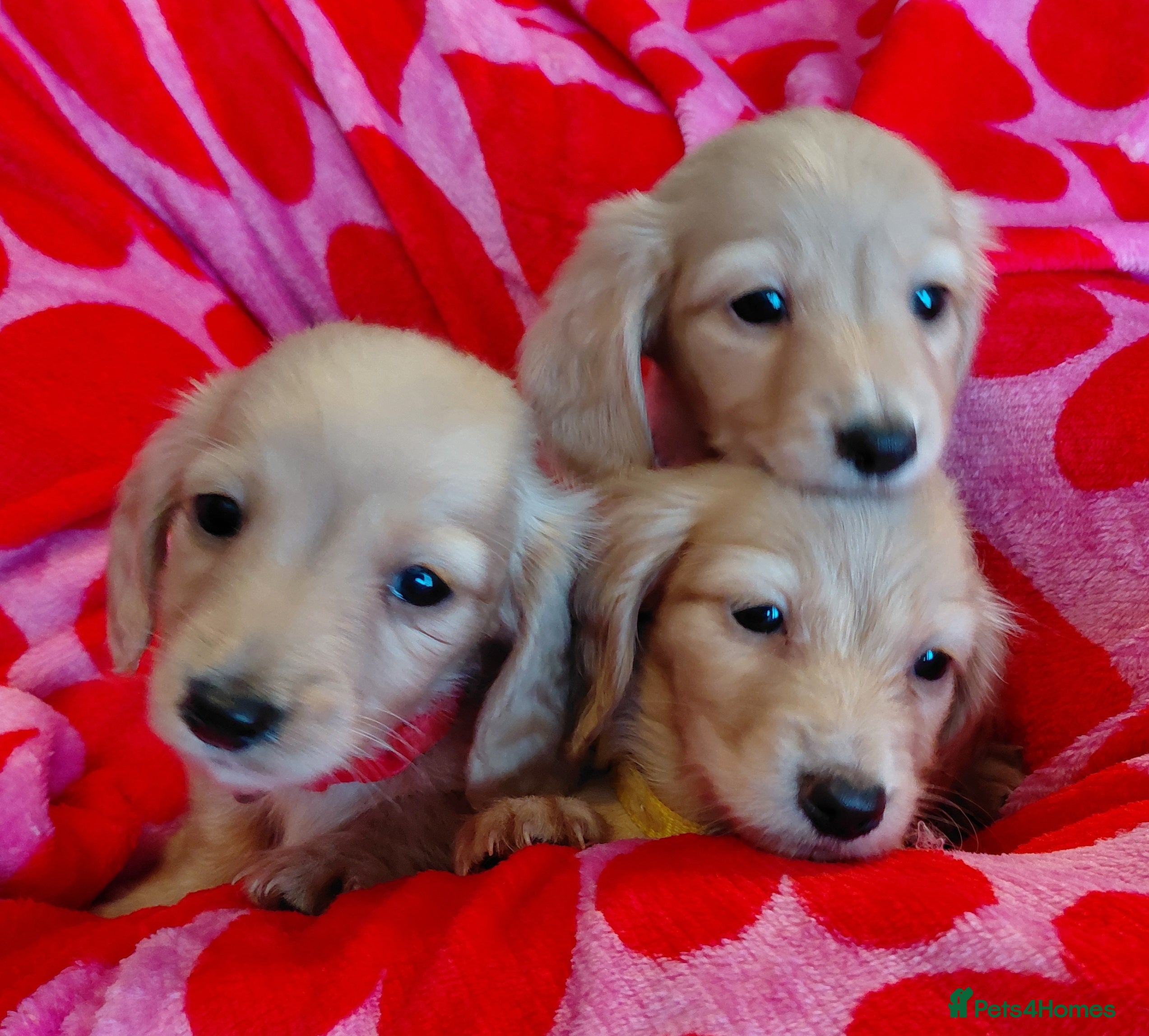 Miniature Dachshund dogs KC Reg. Longhaired Full Cream Beautiful Mini's💛🐾 - Advert 9