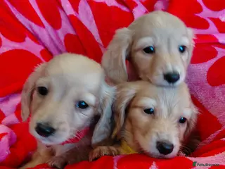 Miniature Dachshund dogs KC Reg. Longhaired Full Cream Beautiful Mini's💛🐾 - Advert 9