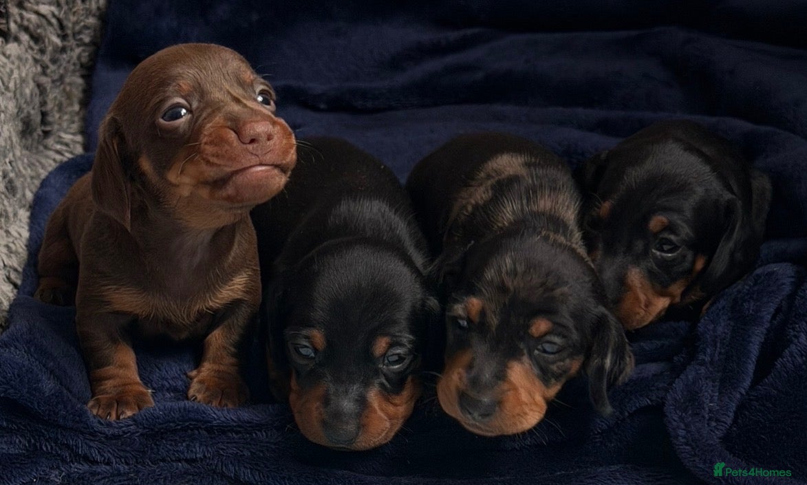 Miniature Dachshund dogs 4 KC Miniature Dachshund Puppies - Advert 15