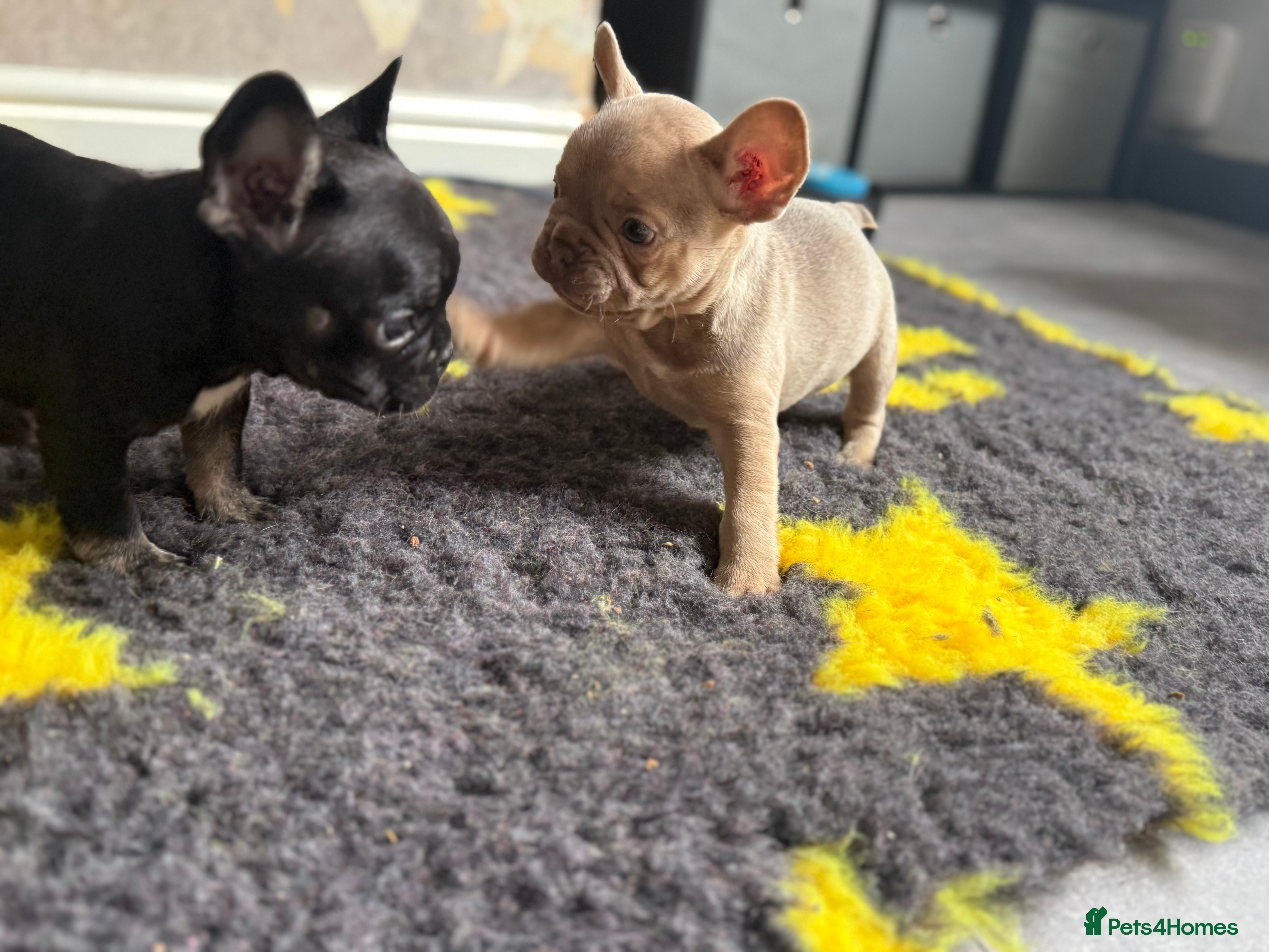 French Bulldog dogs READY NOW KC French Bulldogs - Advert 2