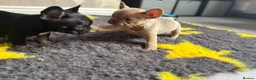 French Bulldog dogs for sale: READY NOW KC French Bulldogs - Advert 2
