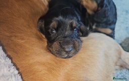 Sprocker dogs for sale: Three gorgeous girls for sale ❤️ - Image 6