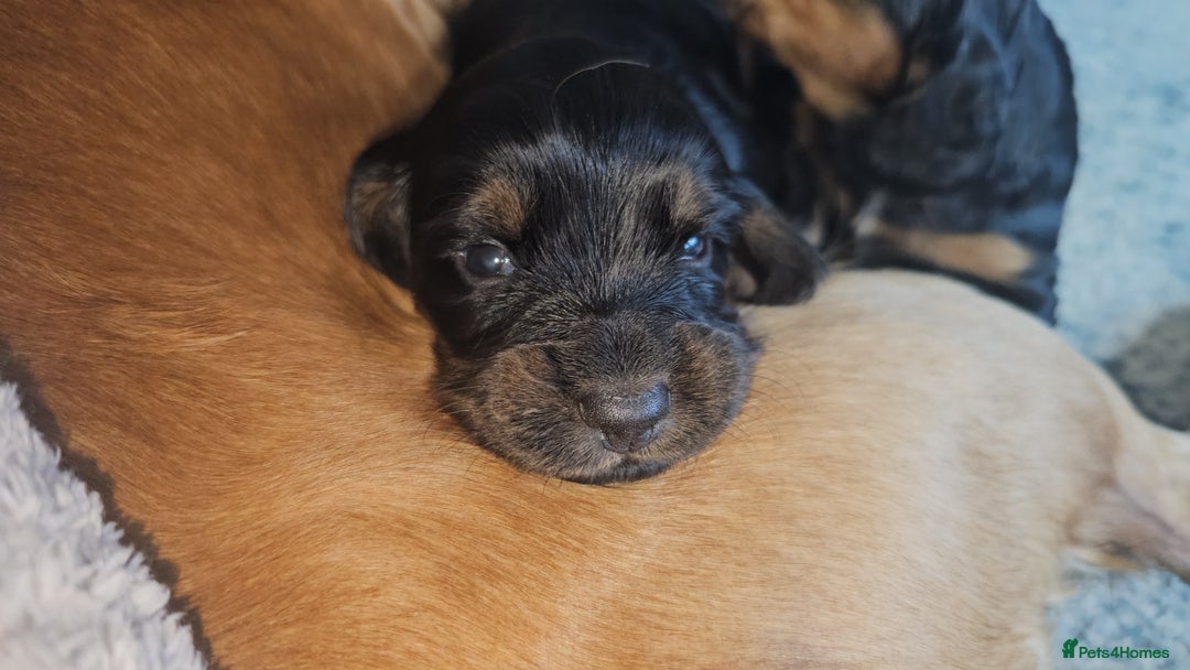 Sprocker dogs for sale: Three gorgeous girls for sale ❤️ - Image 6