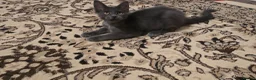 Maine Coon cats for sale: Maine Coon Kitten ready - Advert 14
