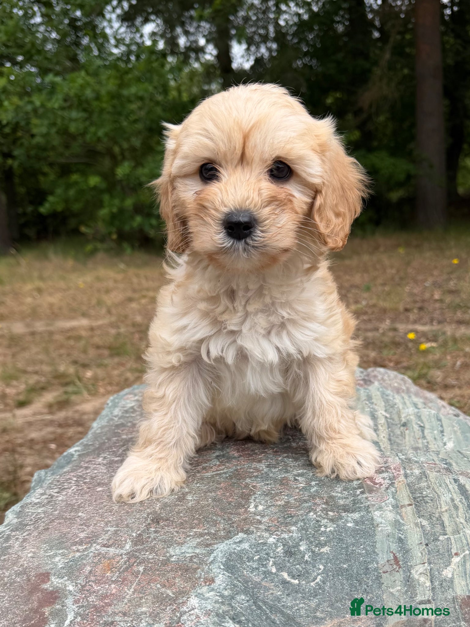 Cavapoo dogs *£1250 *boys/girls available  - Advert 15