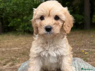 Cavapoo dogs *£1250 *boys/girls available - Advert 15