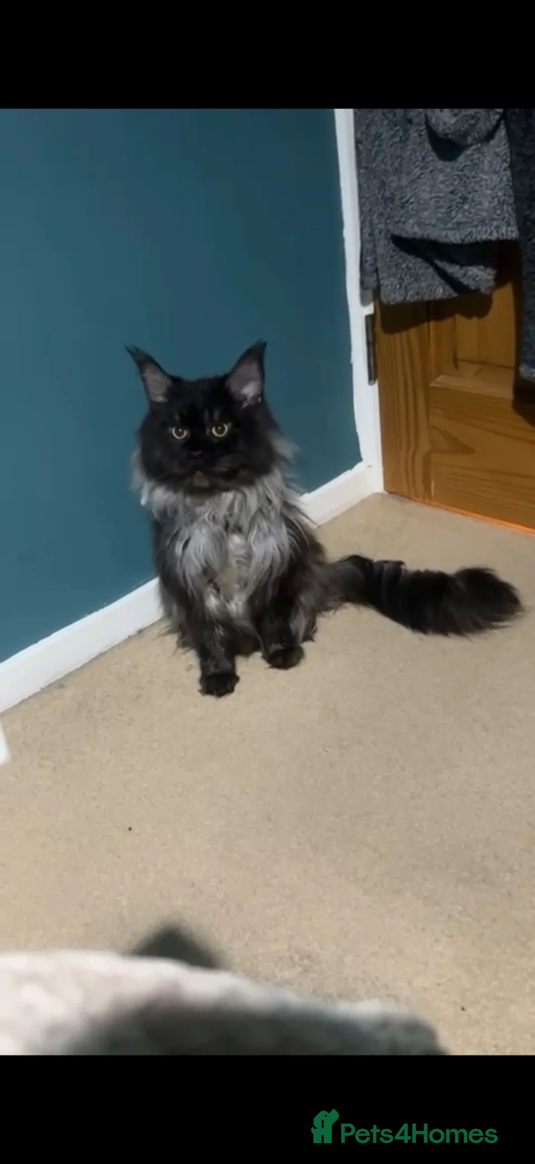 Maine Coon cats for sale: Maine coon kittens  - Advert 1