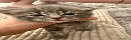 Mixed Breed cats for sale: Beautiful kittens of marble and striped colors - Advert 16