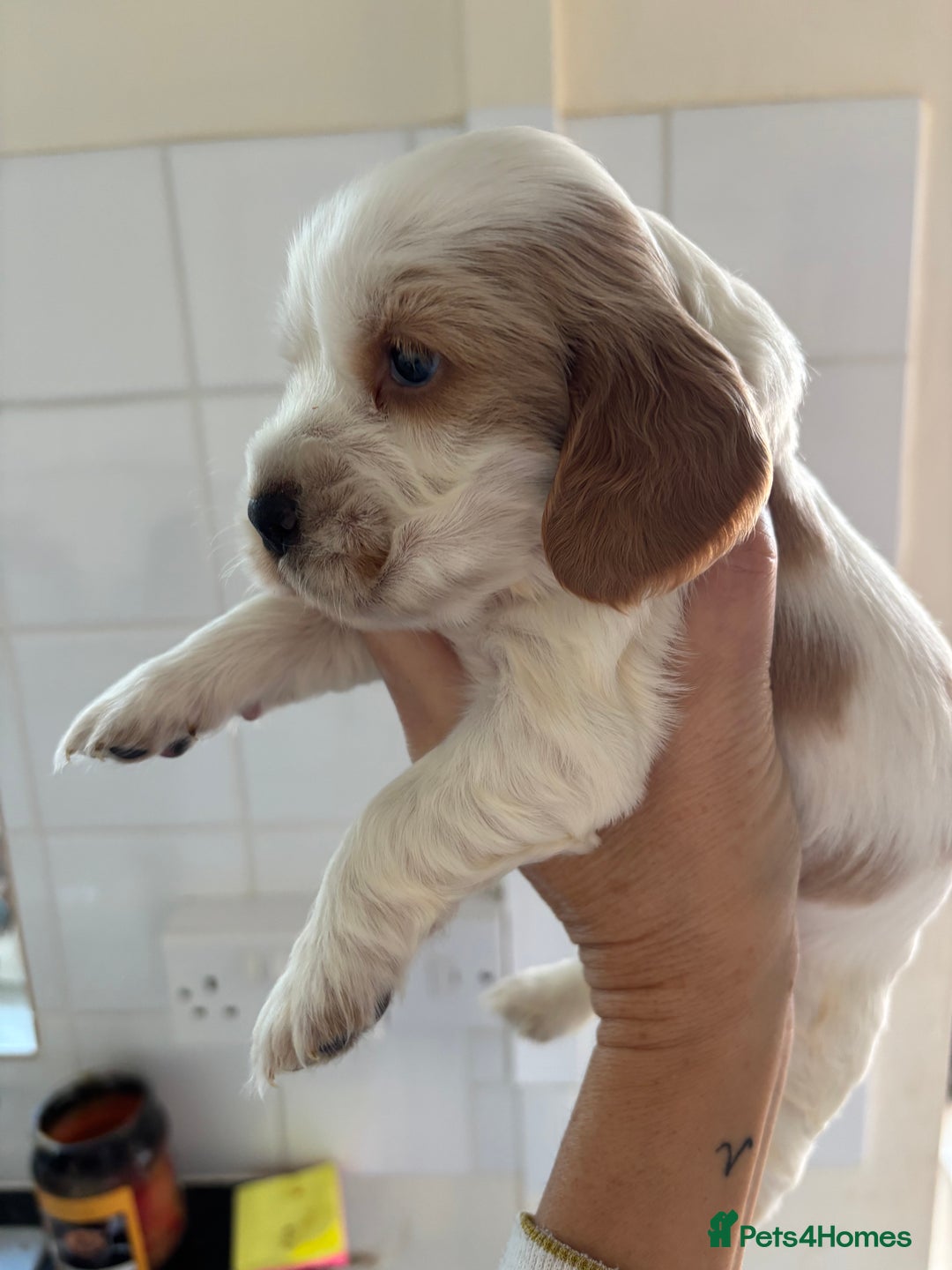 Cocker Spaniel dogs for sale: Show Cocker Spaniel Puppies  - Advert 3