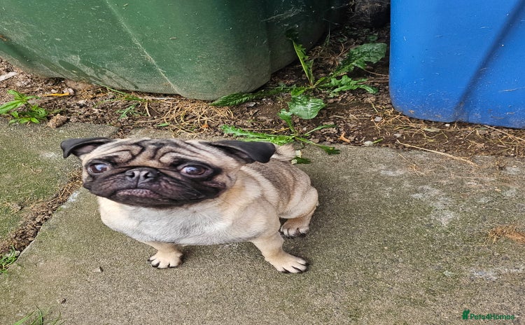 Pug dogs - Advert 1
