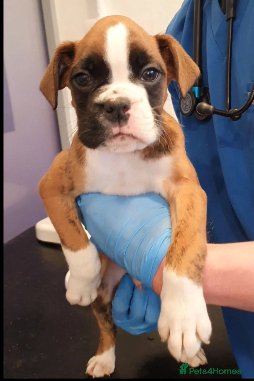 Boxer dogs for sale: 5 ⭐️ Licensed breeder, Health tested parents.  - Advert 7