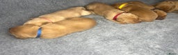 Labrador Retriever dogs for sale: Champion line KC reg dark Red Fox Yellow Labrador  - Advert 17