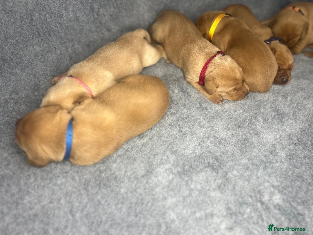 Labrador Retriever dogs for sale: Champion line KC reg dark Red Fox Yellow Labrador  - Advert 17
