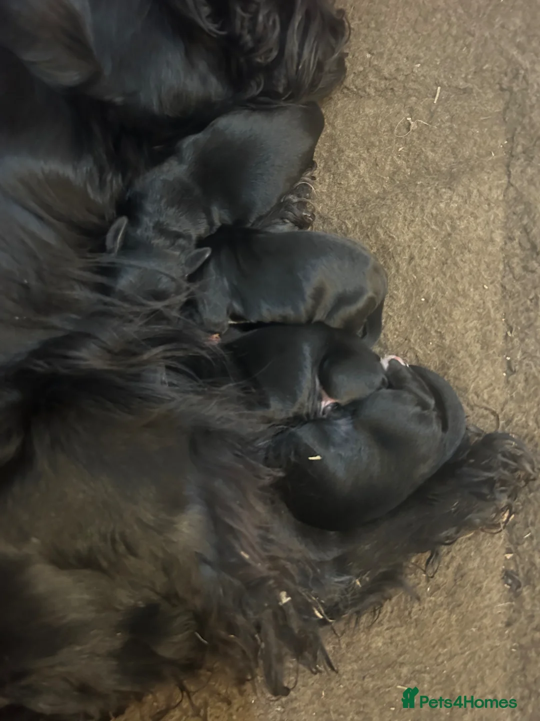 Cocker Spaniel dogs for sale:  Black KC Registered W C Spaniel puppies - Advert 1