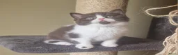 British Shorthair cats for sale: Tica registered British Shorthair Boy in Wigan - Advert 11