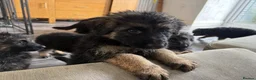 German Shepherd dogs for sale: German Shepards long haired pups in Edinburgh - Advert 2
