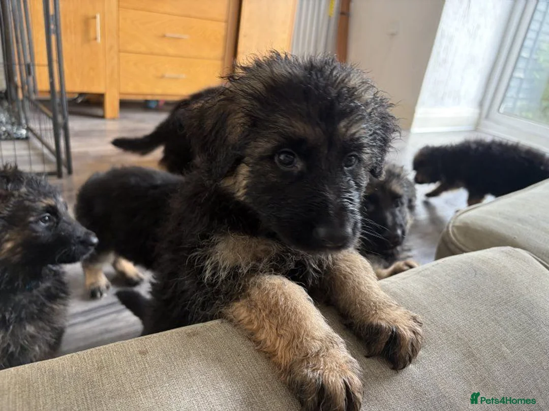 German Shepherd dogs for sale: German Shepards long haired pups in Edinburgh - Advert 2