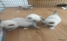 Ragdoll cats for sale: GCCF champion bloodline seal point Ragdollls - Image 4