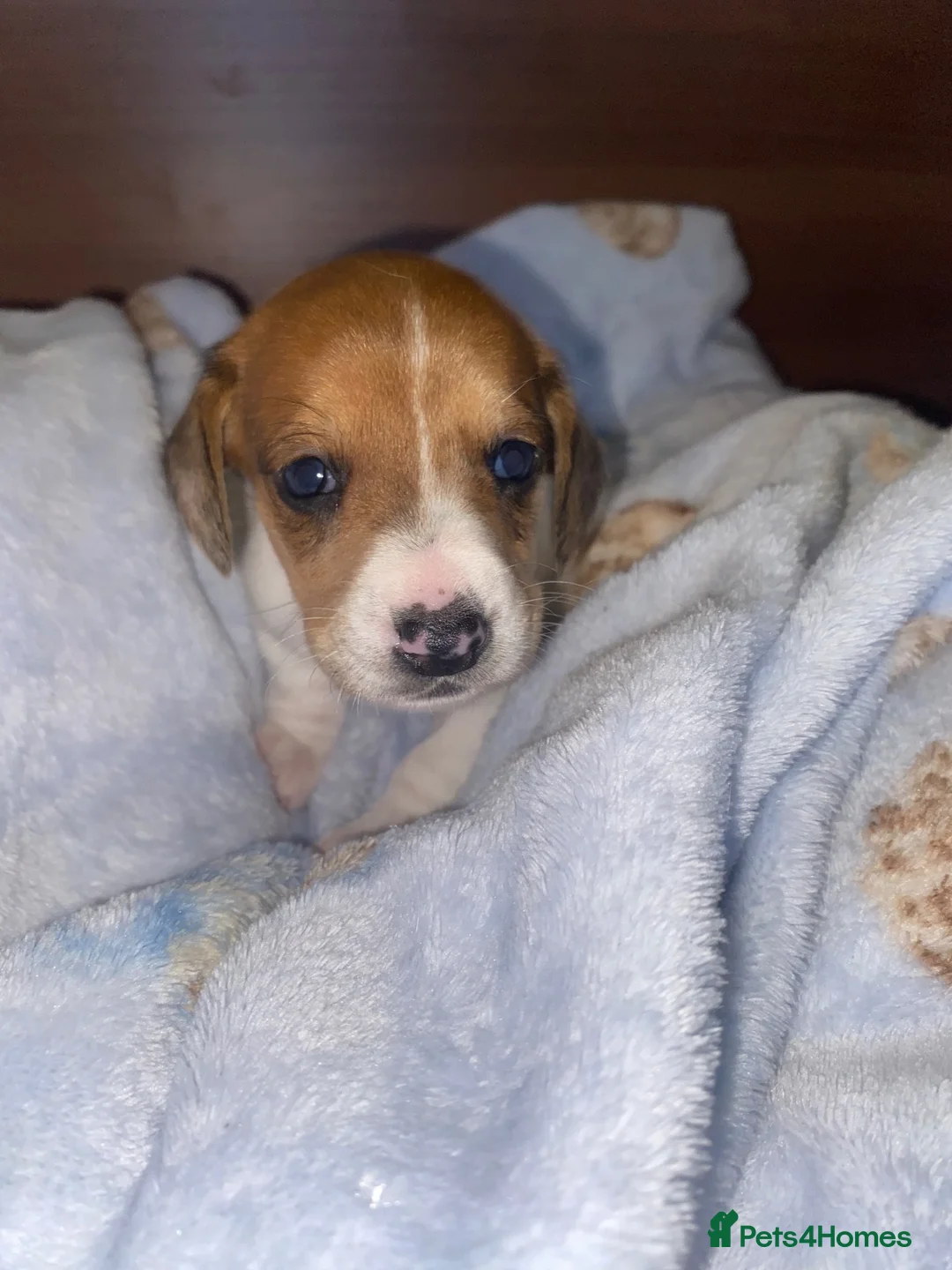 Dachshund dogs for sale: Dachshund  puppies - Advert 2