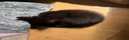 British Shorthair cats for sale: Adorable kittens - Advert 3