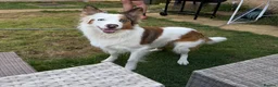 Welsh Collie dogs for sale: Welsh Collie - Advert 6