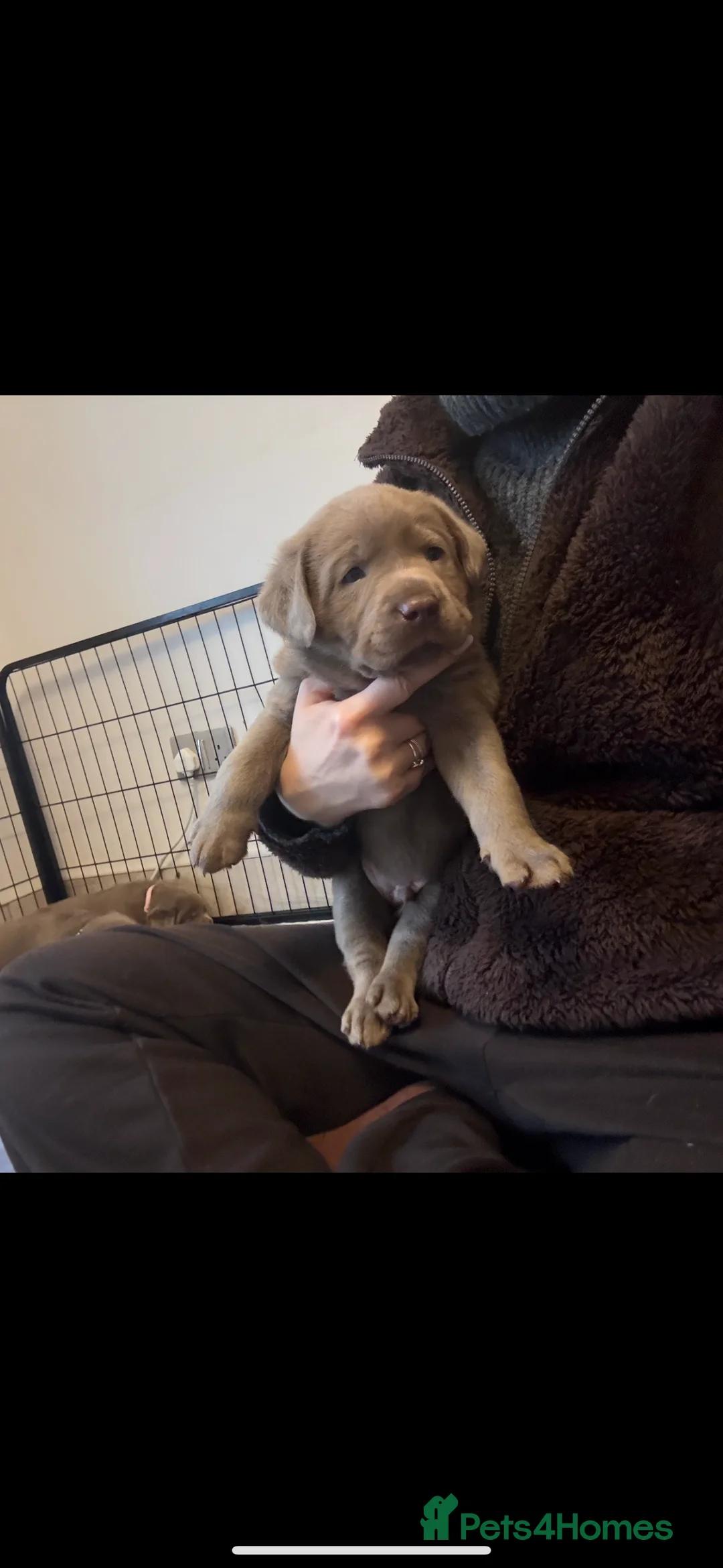 Labrador Retriever dogs for sale: KC silver Labrador (last girl remaining) orange  - Advert 4