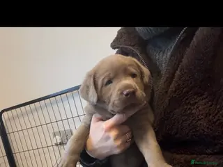 Labrador Retriever dogs KC silver Labrador (last girl remaining) orange - Advert 6