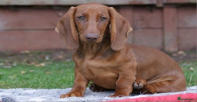 Dachshund dogs in Boston - Advert 7