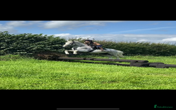 English Warmblood horses for sale: 16hh Schoolmistress  - Image 18