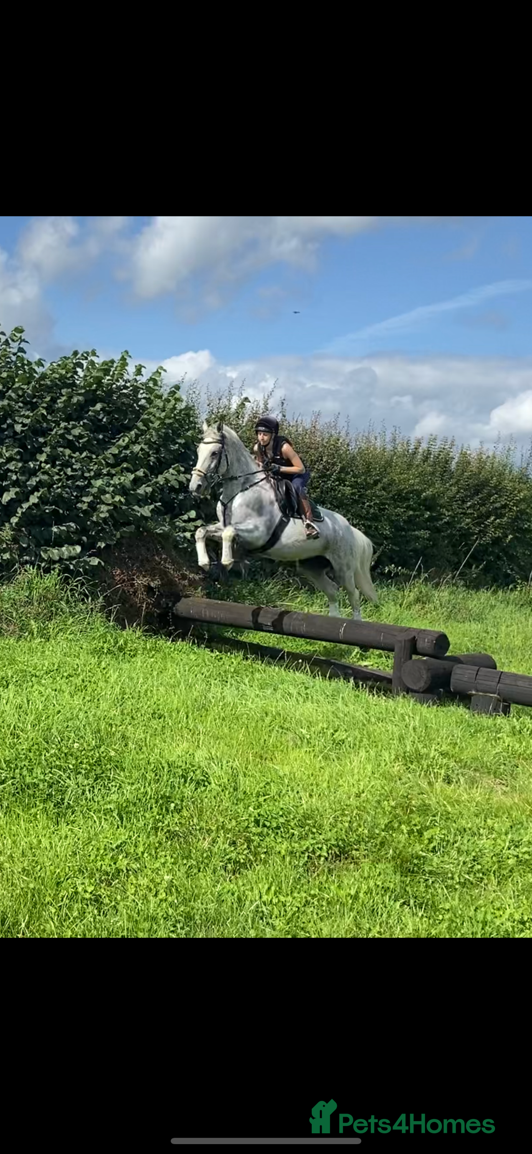 English Warmblood horses for sale: 16hh Schoolmistress  - Image 18