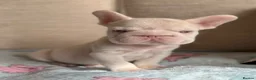 French Bulldog dogs for sale: Stunning Frenchie Boy - Advert 4