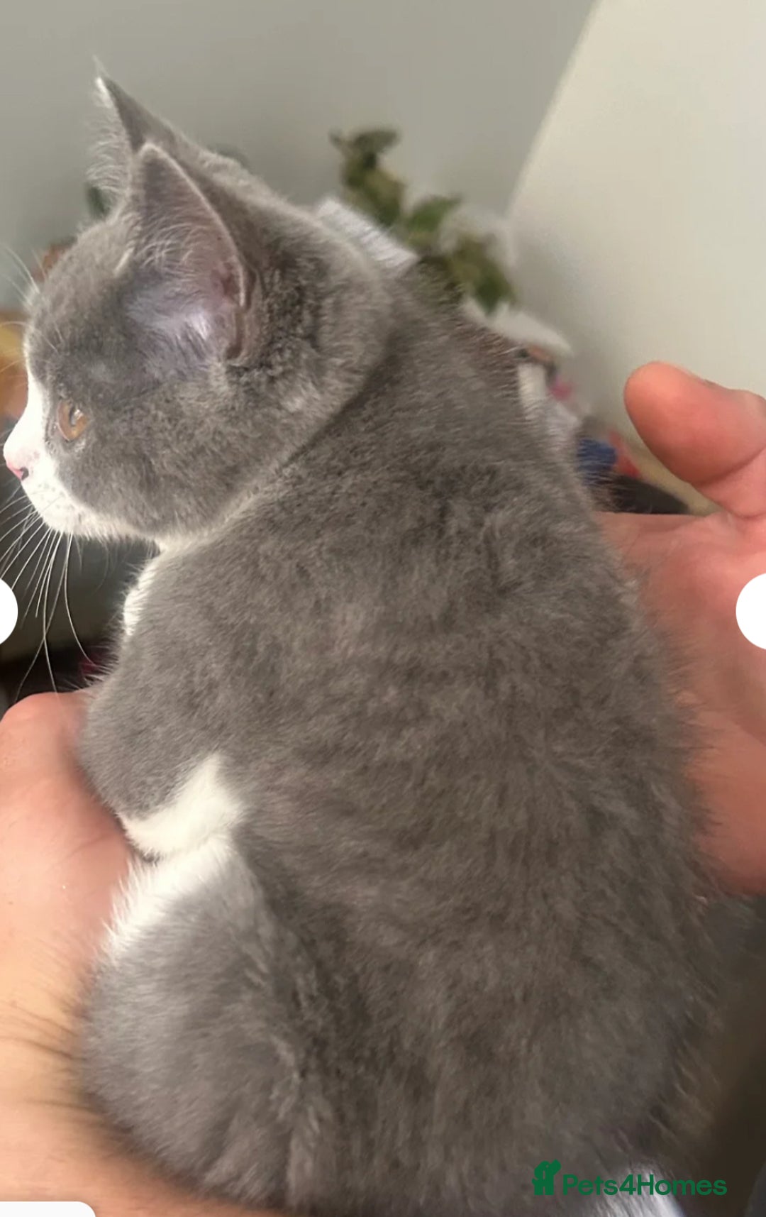Mixed Breed cats for sale: 3 gorgeous kittens ready now Scottish fold mix - Image 7