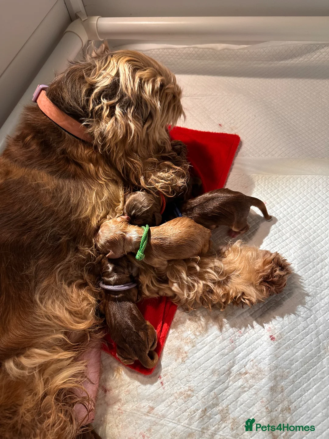 Cocker Spaniel dogs for sale: KC Show Cocker Spaniels - home reared - Advert 7