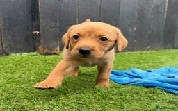 Labrador Retriever dogs for sale: Beautiful fox red Labrador pups - Image 4