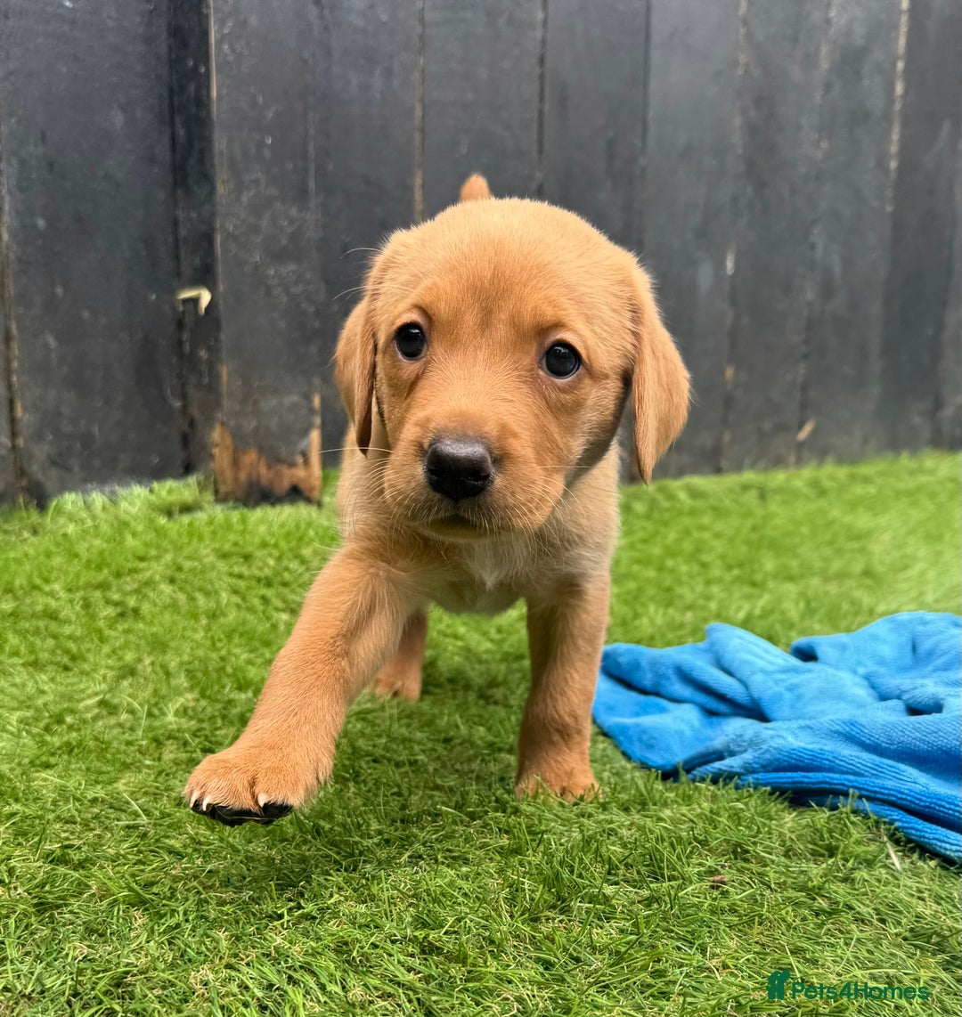 Labrador Retriever dogs for sale: Beautiful fox red Labrador pups - Image 4