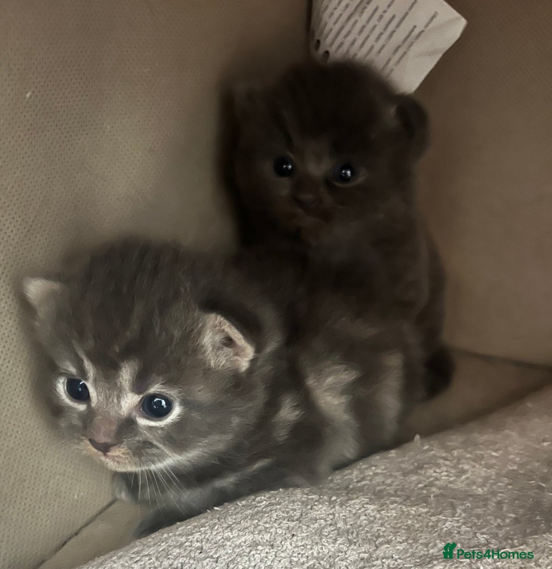 Ragdoll cats for sale: Beautiful grey ragdoll kittens  - Advert 5