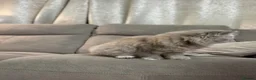 Persian cats for sale: Beautiful Blue Pure Persian  - Advert 5