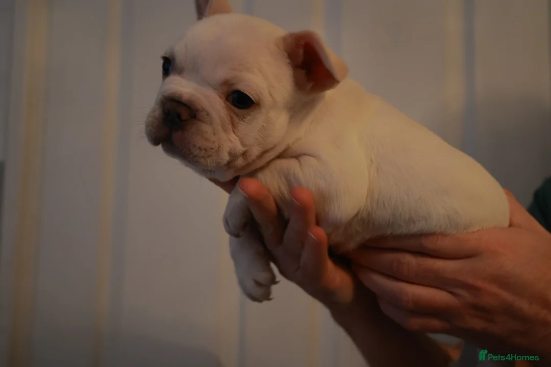 French Bulldog dogs for sale: French bulldog pups  - Advert 13