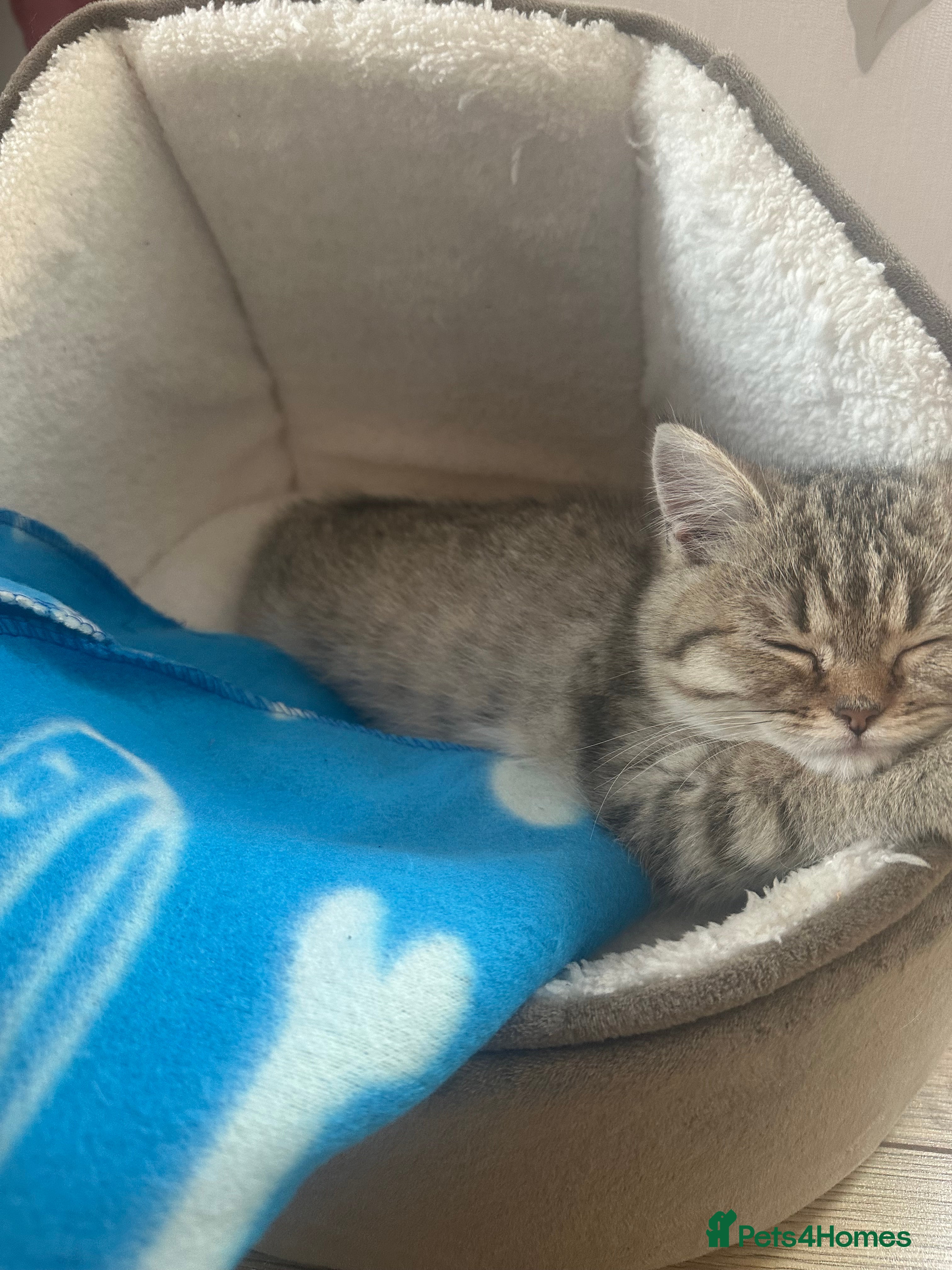 British Shorthair cats Golden Tabby - 10 weeks old (S I M B A) - Advert 3