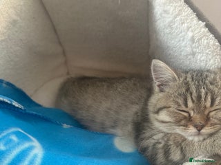 British Shorthair cats - Advert 13