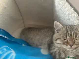 British Shorthair cats Golden Tabby - 10 weeks old (S I M B A) - Advert 14