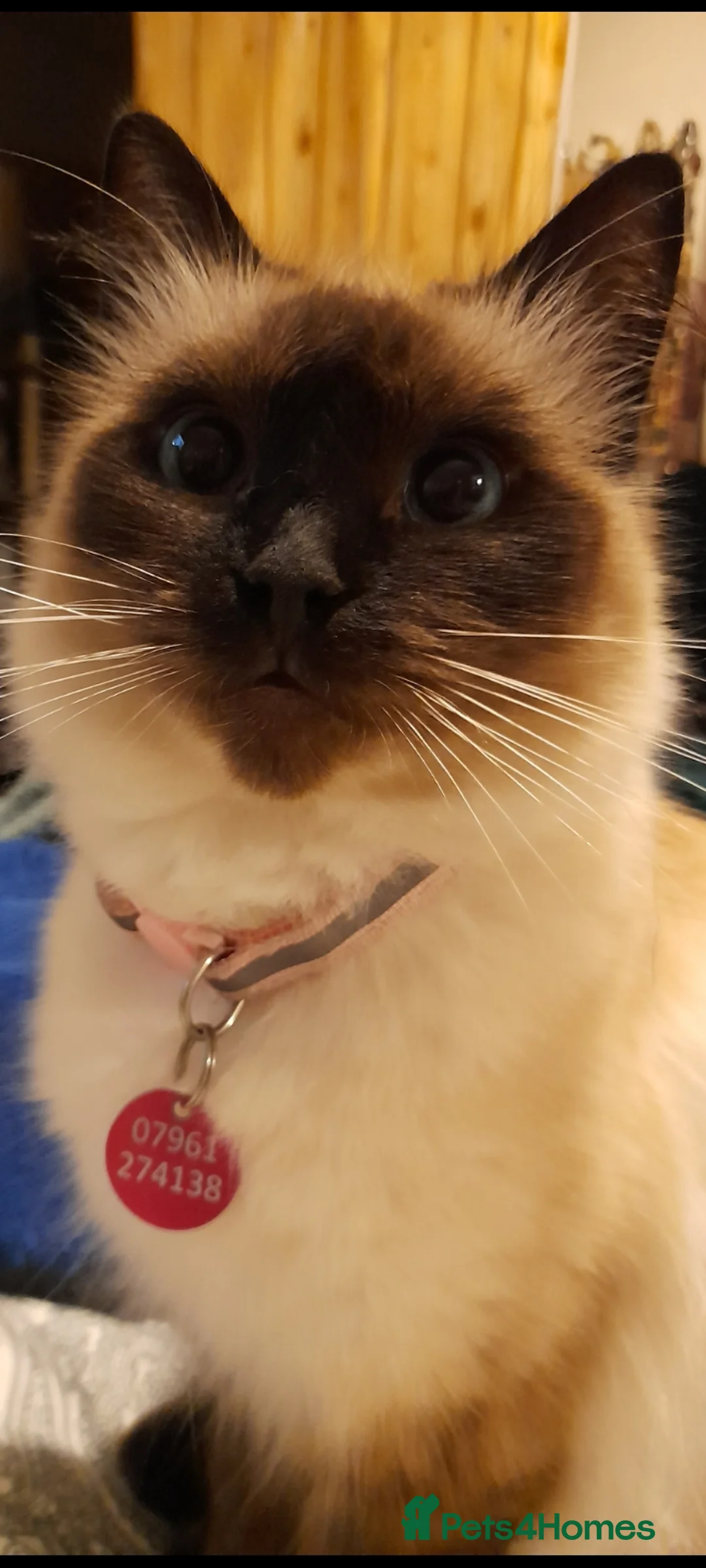 Ragdoll cats for sale: Rag doll - Advert 5