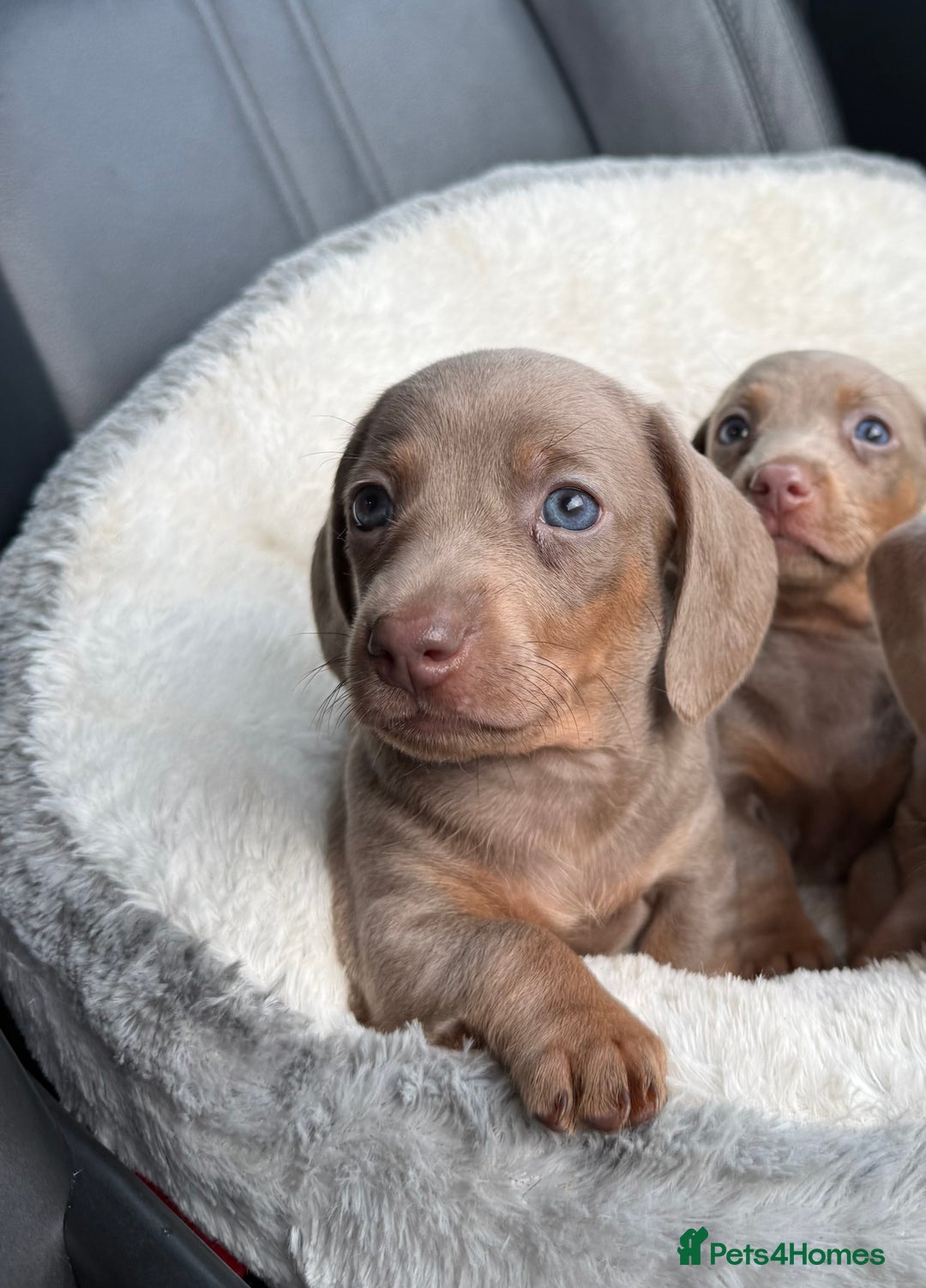 Miniature Dachshund dogs for sale: 🎄XMAS 🎄 MINIATURE DACHSHUNDS ISABELLA AND DAPPLE - Advert 2