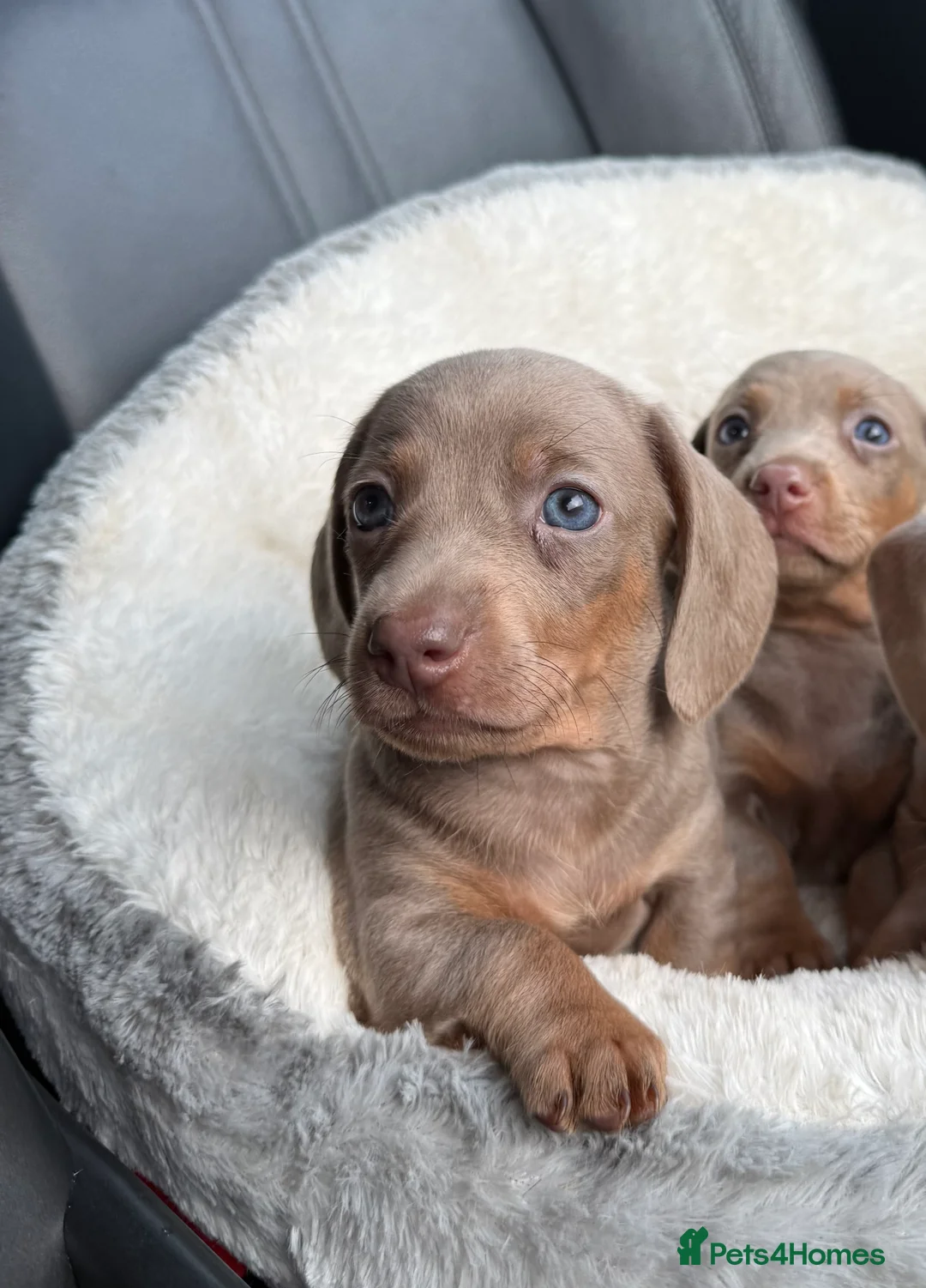 Miniature Dachshund dogs for sale: LAST BOY! MINIATURE ISABELLA DACHSHUND - Advert 2